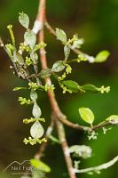 Dwarf mistletoe