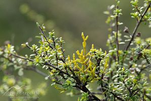 Dwarf mistletoe