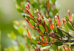 Santalales (mistletoes & wood rose)