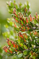 Red mistletoe