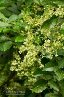 Kohekohe flowers
