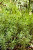 Giant moss