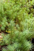 Giant moss