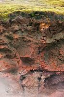 Geothermal moss 