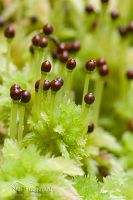 Sphagnum cristatum