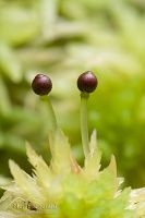 Sphagnum cristatum