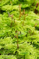 Umbrella moss