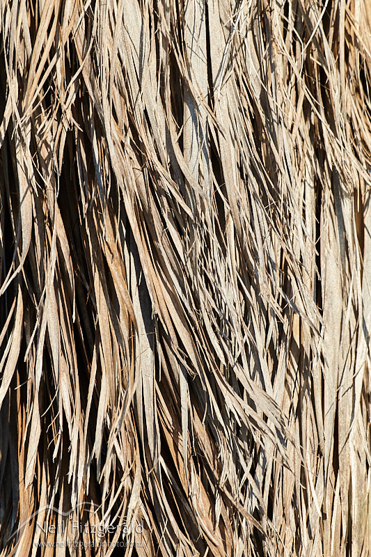 cabbage-tree-26291.jpg