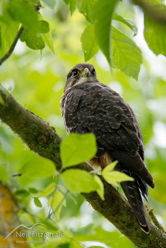 Falco-novaeseelandiae-19105.jpg