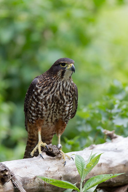 Falco-novaeseelandiae-19108.jpg