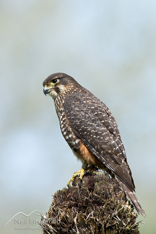 Falco-novaeseelandiae-19221.jpg