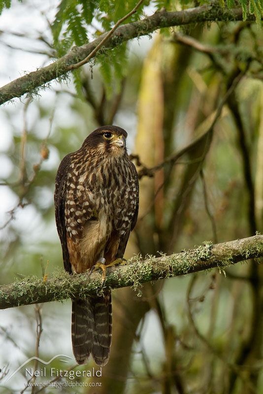 Falco-novaeseelandiae-19282.jpg