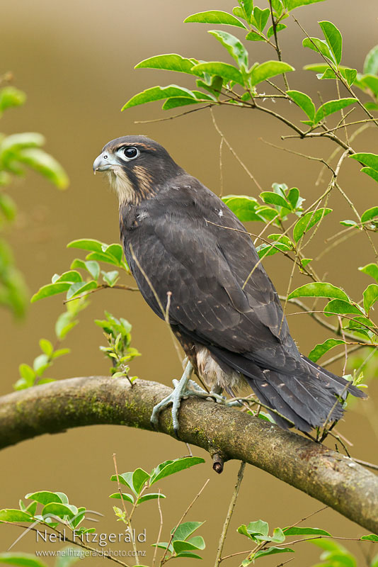 Falco-novaeseelandiae-19294.jpg