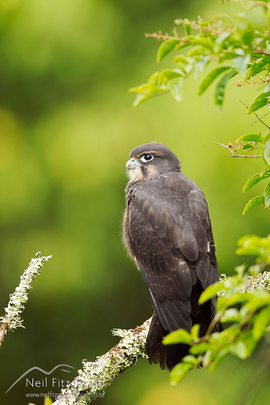 Falco-novaeseelandiae-19304.jpg