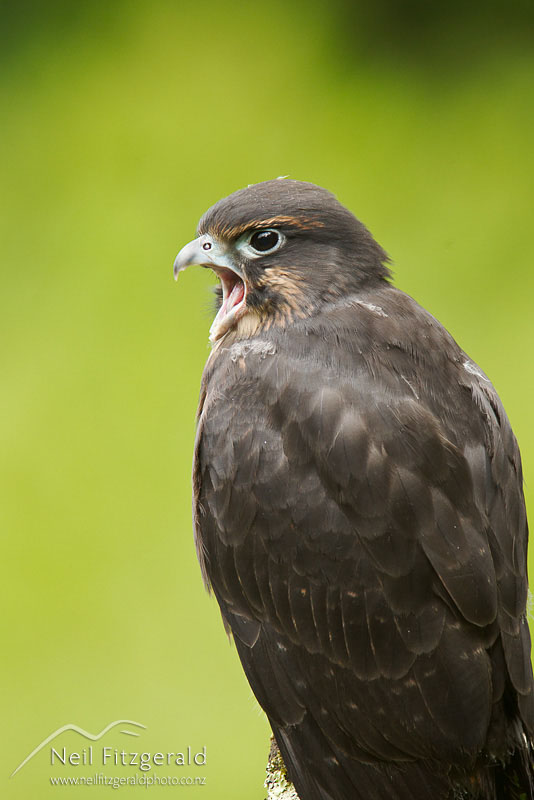 Falco-novaeseelandiae-19323.jpg