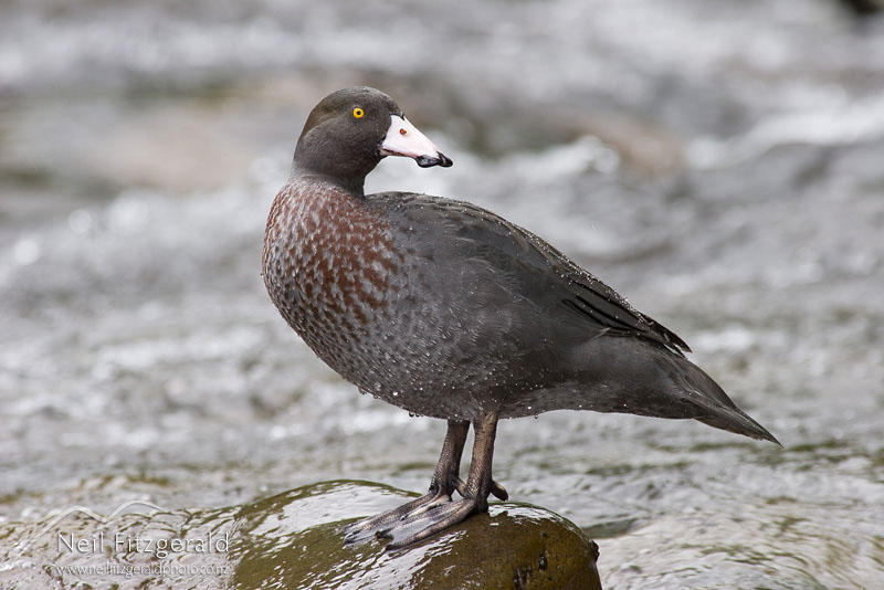 Hymenolaimus-malacorhynchos_0859.jpg