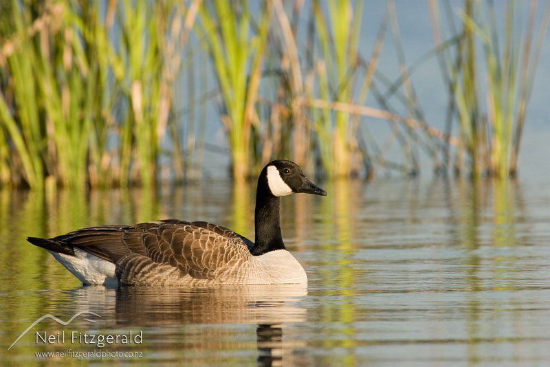 Branta-canadensis-maxima_0561.jpg