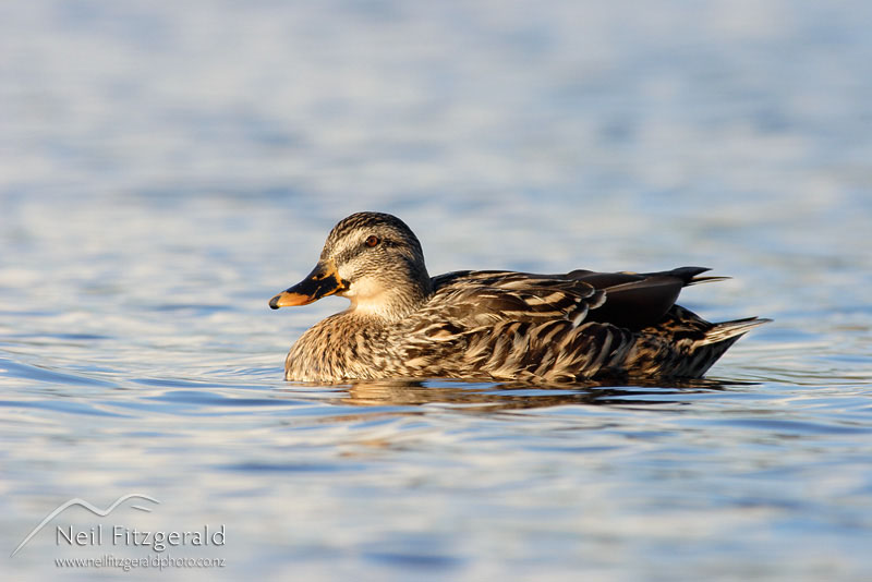 Anas-platyrhynchos_0024.jpg