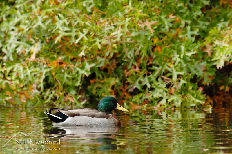 Anas-platyrhynchos_3842.jpg