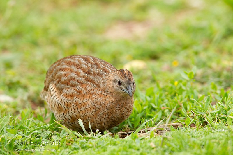 Coturnix-ypsilophora-21854.jpg
