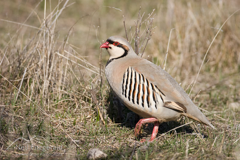 Alectoris-chukar_9293.jpg