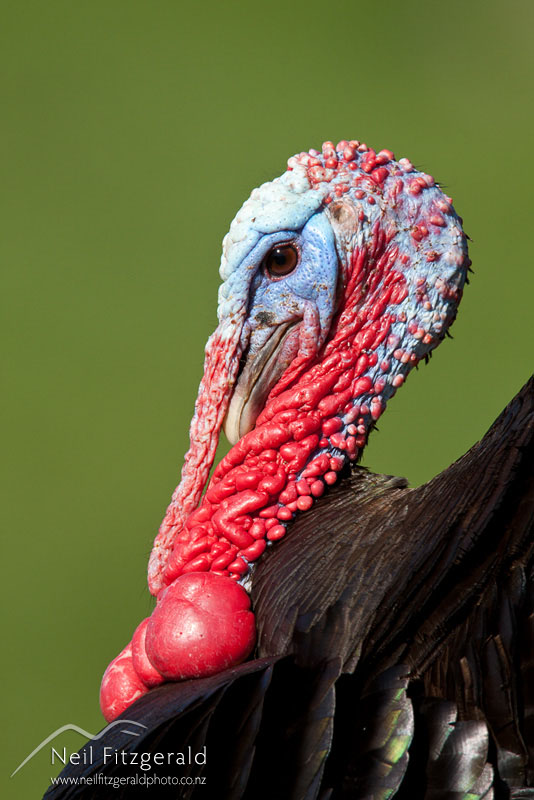 Meleagris-gallopavo_12517.jpg
