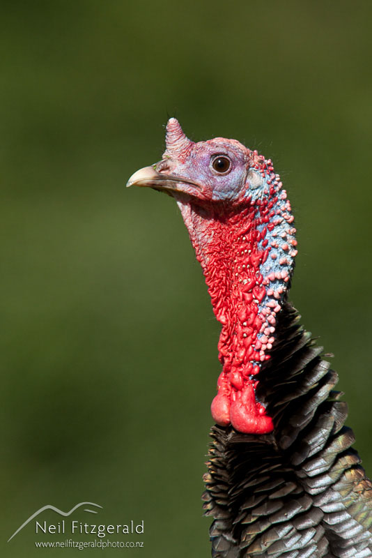 Meleagris-gallopavo_12521.jpg