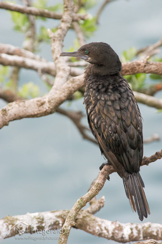 Phalacrocorax-sulcirostris_1720.jpg