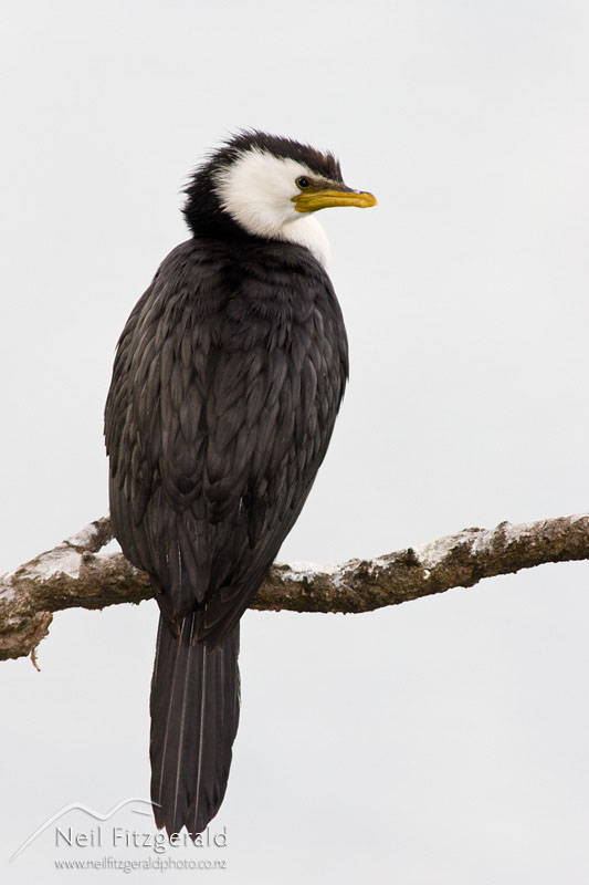 Phalacrocorax-melanoleucos_1730.jpg