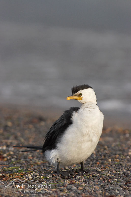 Phalacrocorax-melanoleucos_3172.jpg