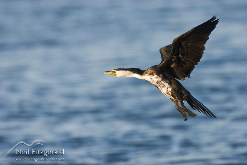 Phalacrocorax-melanoleucos_5060.jpg