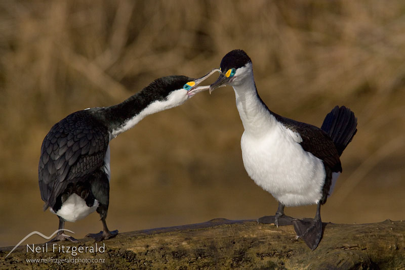 Phalacrocorax-varius_10956.jpg