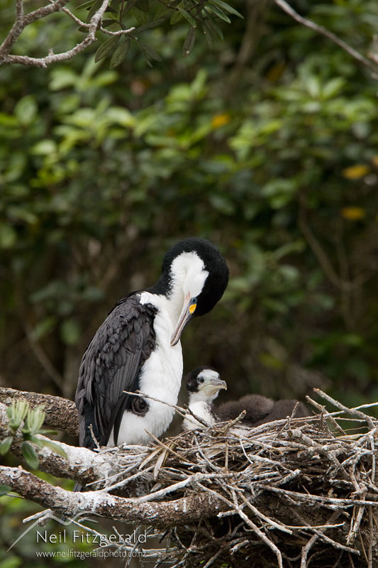 Phalacrocorax-varius_12317.jpg