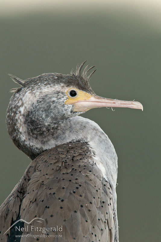 Stictocarbo-punctatus-15751.jpg