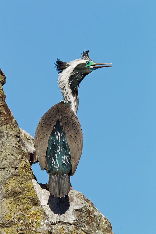 Stictocarbo-punctatus-15955.jpg