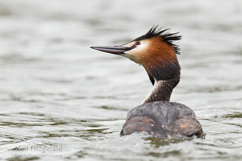Podiceps-cristatus-17384.jpg