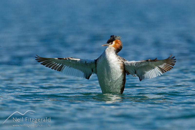 Podiceps-cristatus-25477.jpg