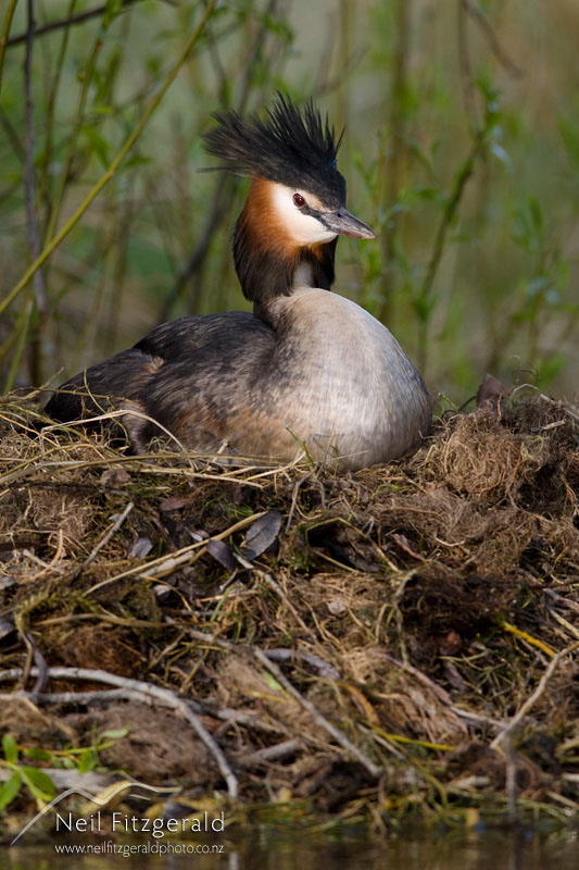 Podiceps-cristatus_10093.jpg