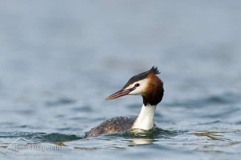 Podiceps-cristatus_13160.jpg