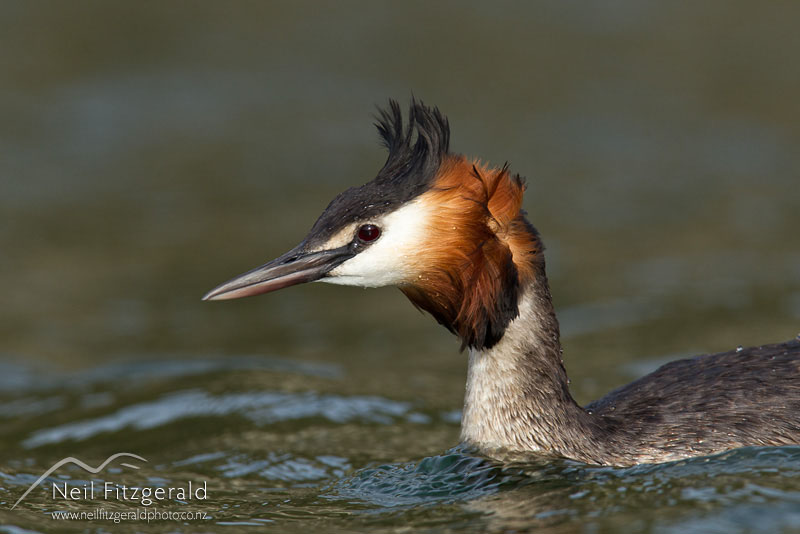 Podiceps-cristatus_13168.jpg