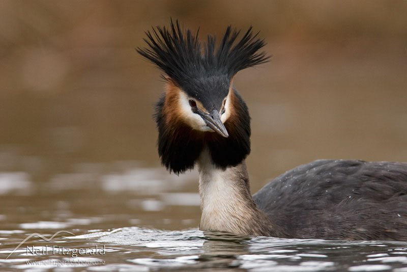 Podiceps-cristatus_9663.jpg