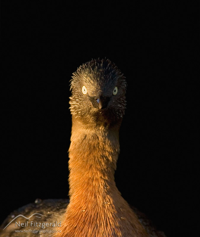 Poliocephalus-rufopectus_4630.jpg