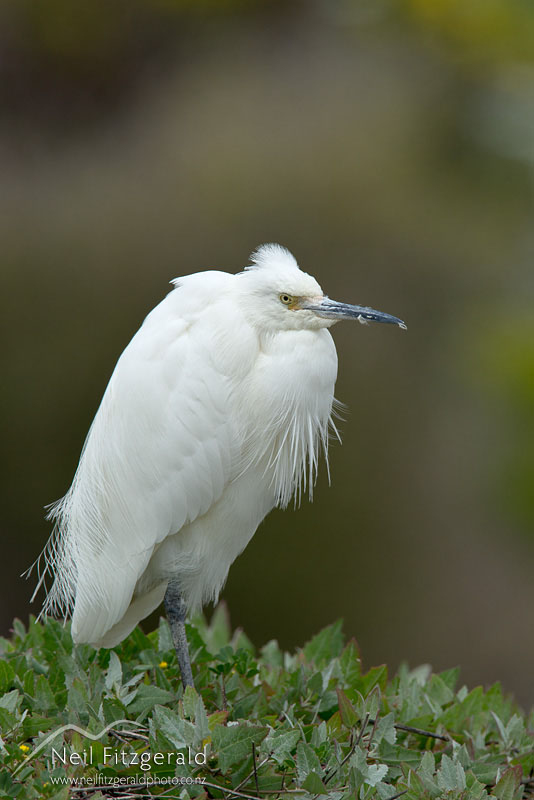 Egretta-garzetta-16037.jpg