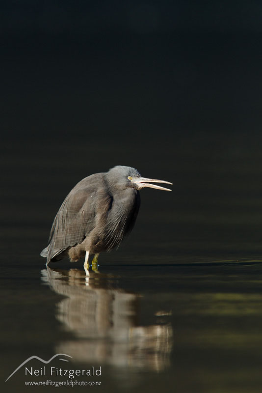 Egretta-sacra-15779.jpg