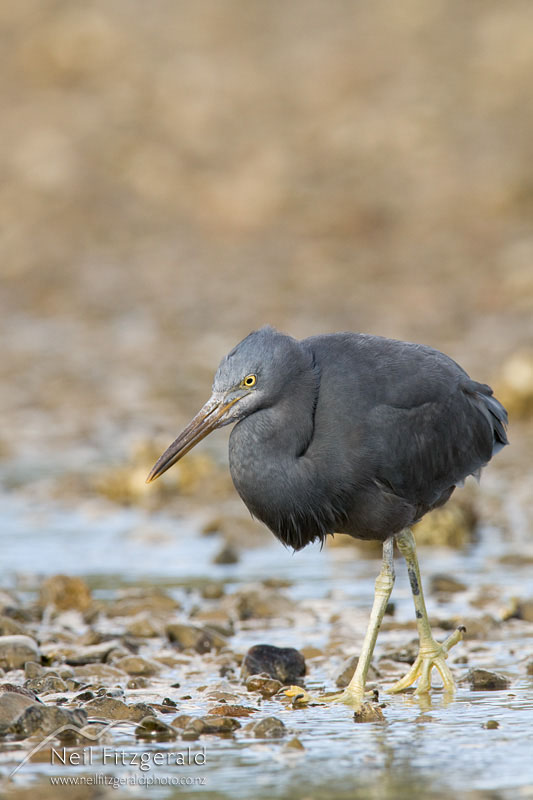 Egretta-sacra_11056.jpg
