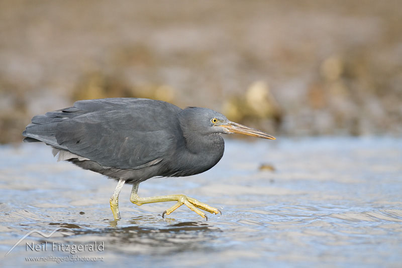 Egretta-sacra_11064.jpg
