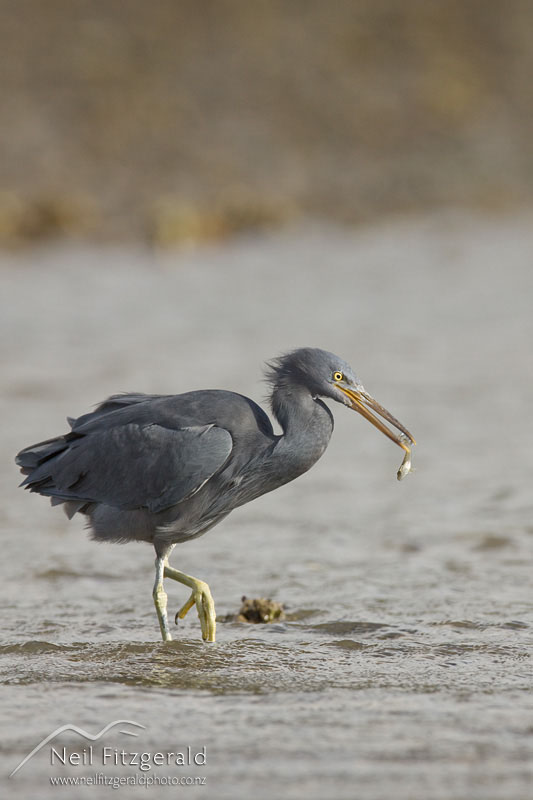 Egretta-sacra_11089.jpg