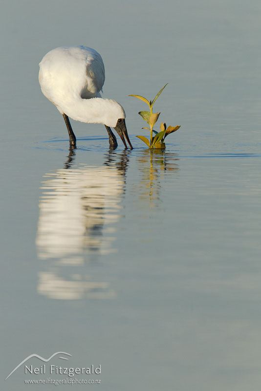 Platalea-regia-15574.jpg