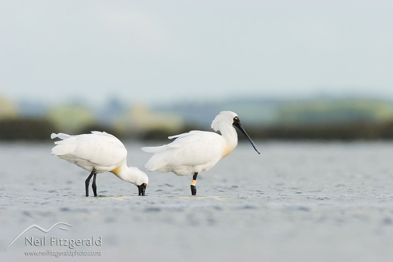 Platalea-regia_5036.jpg