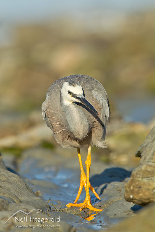 Ardea-novaehollandiae-15291.jpg